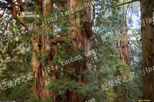 《海底世界》海底世界海底奇幻世界的冒险故